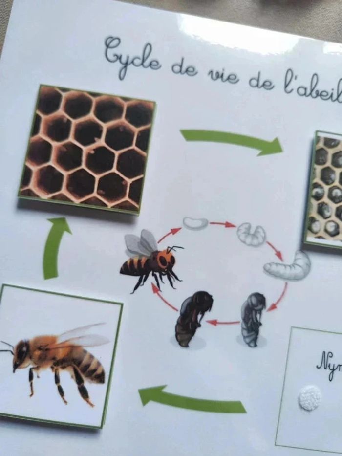 Kit cycle de vie d'une abeille Montessori - photo numéro 5