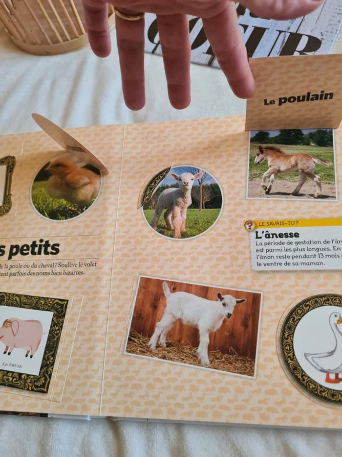 Livre doc à pattes - photo numéro 7