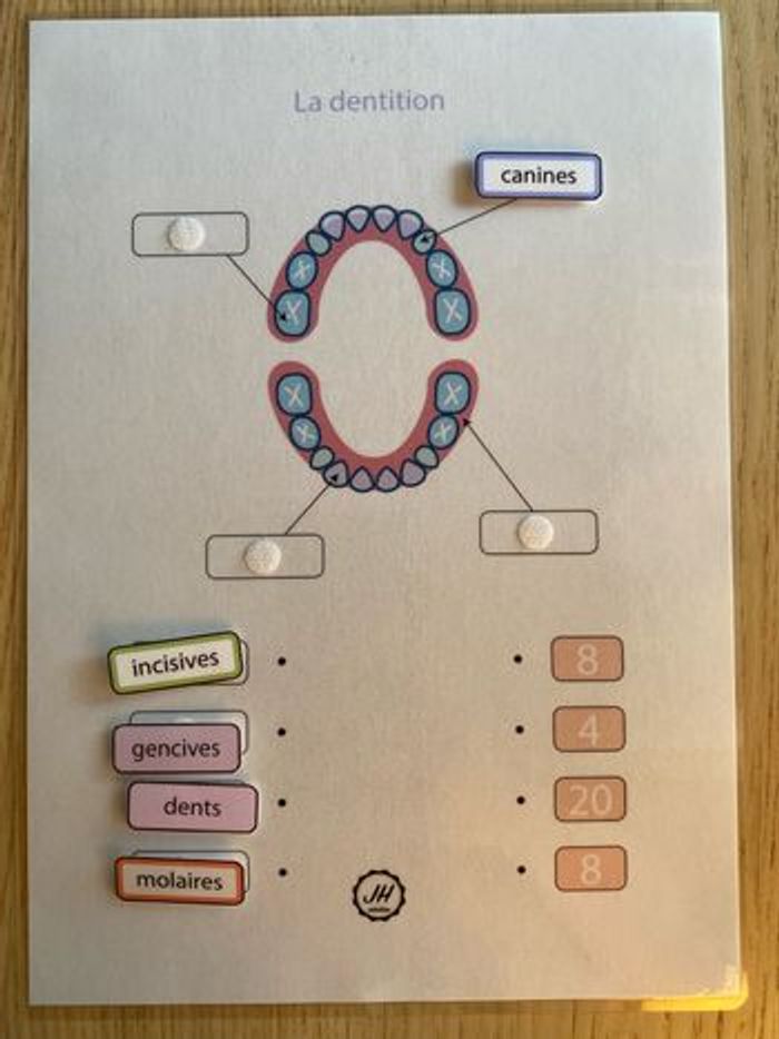 Fiche Montessori : Le corps humain : Les dents - photo numéro 2
