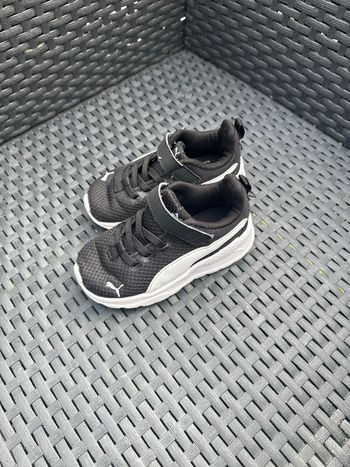Puma bébé