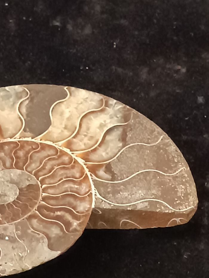 Ammonite - photo numéro 9