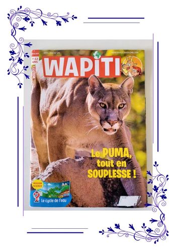 Wapiti