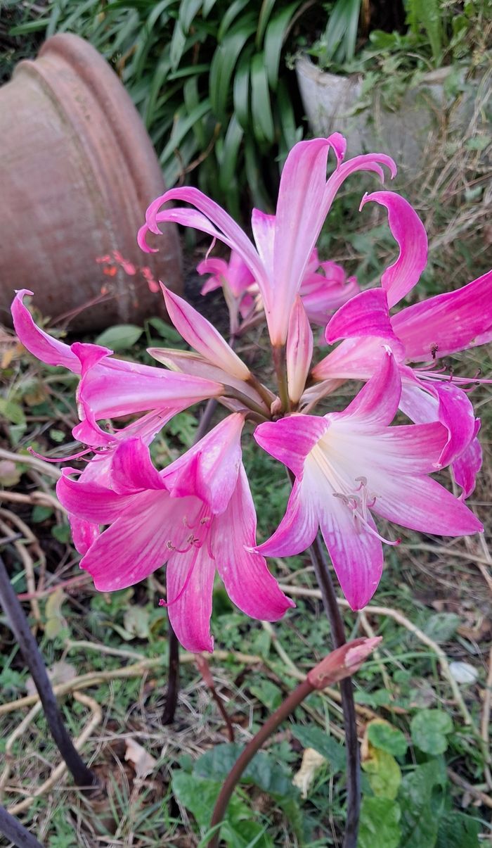 10 amaryllis belladona