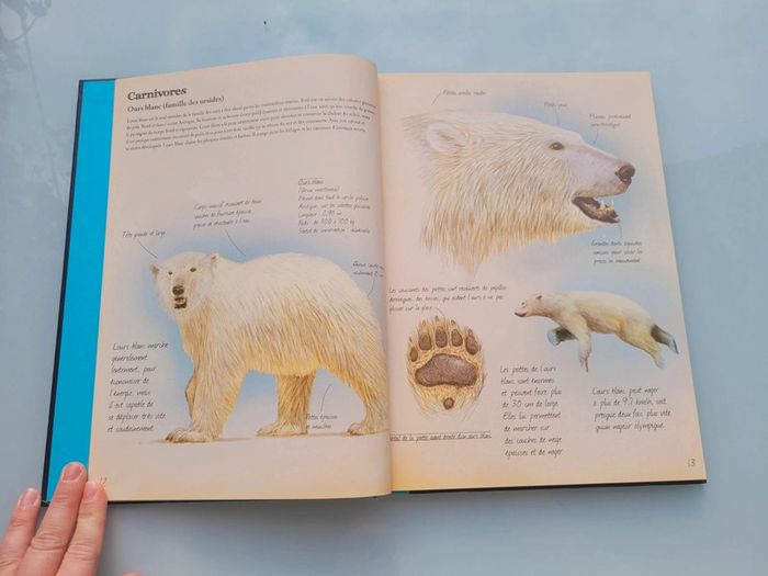 Très beau livre grand format : 🦈 Les Animaux Marins du Monde 🐋 Grenouille éditions (63) - photo numéro 5