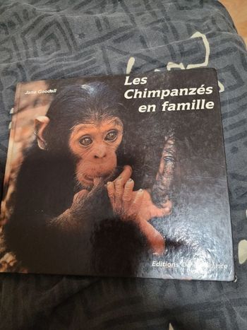 Les chimpanzés en famille