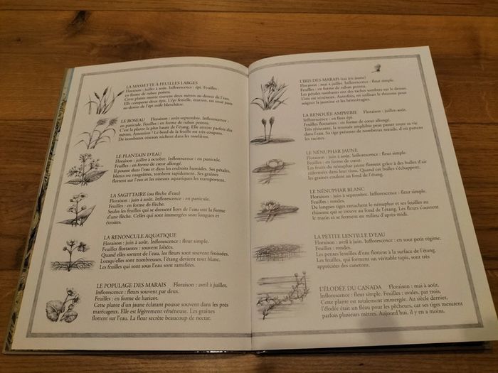 Livre Mon premier herbier - photo numéro 4