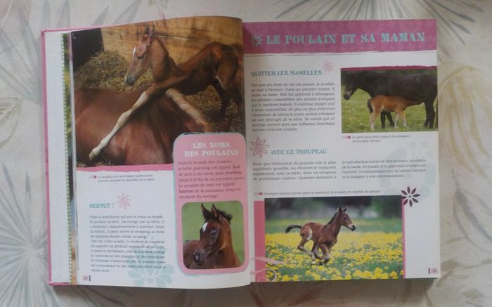 Au galop ! avec Sophie Thalmann Tout savoir sur le cheval - photo numéro 7