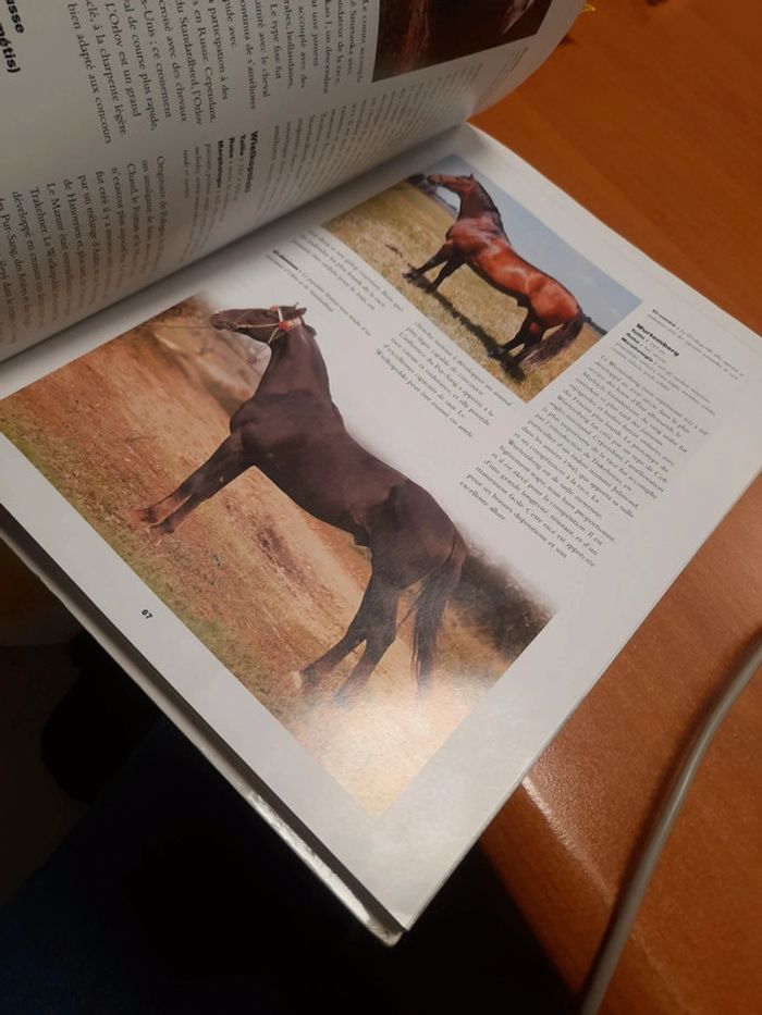 Cheval - photo numéro 9