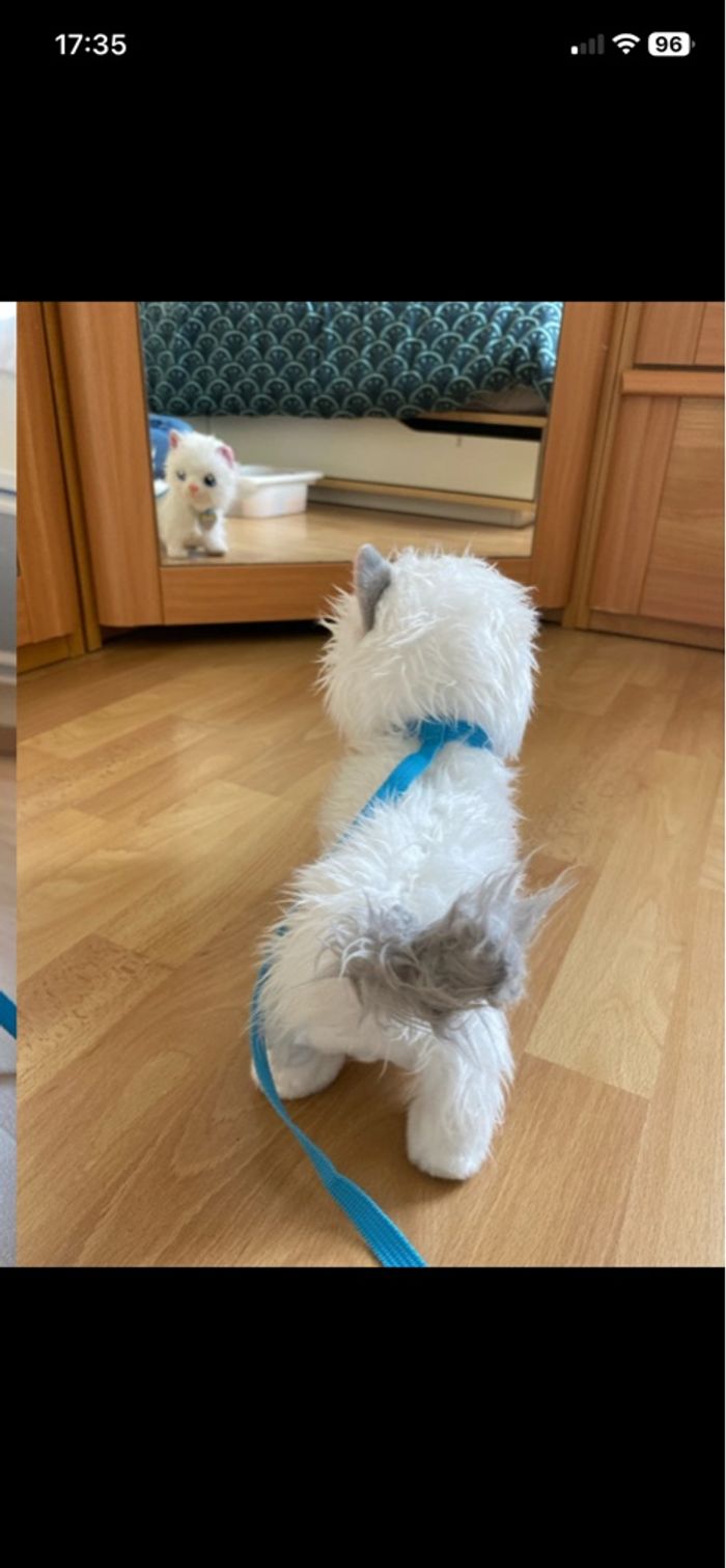 Chat a promener - photo numéro 3