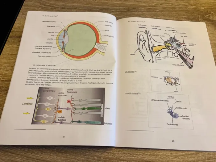 Schémas d’anatomie humaine - photo numéro 3