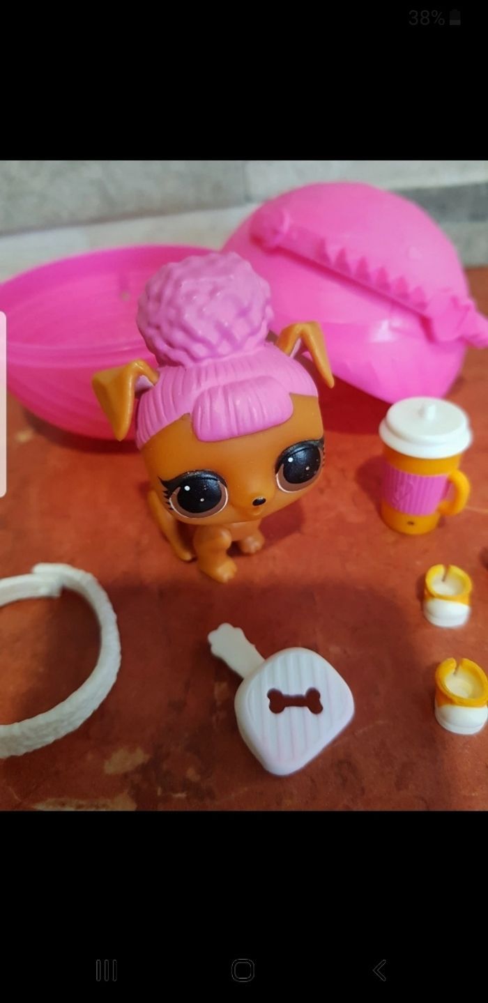 Pets animals Hooper D.O.G