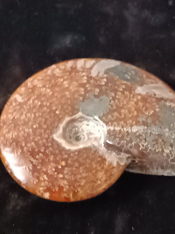 Ammonite polie - photo numéro 7