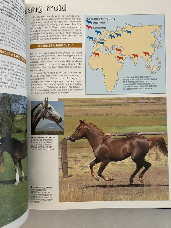 Les Chevaux Du Monde - photo numéro 3