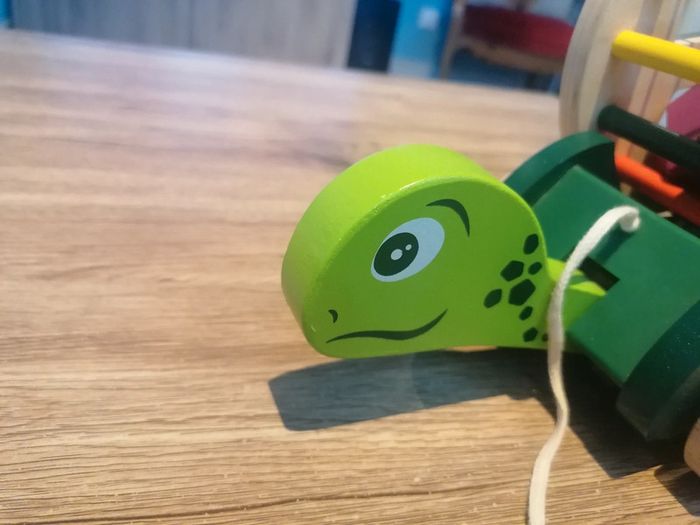 Tortue à formes - photo numéro 5