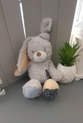 Lapin Tape à l'œil