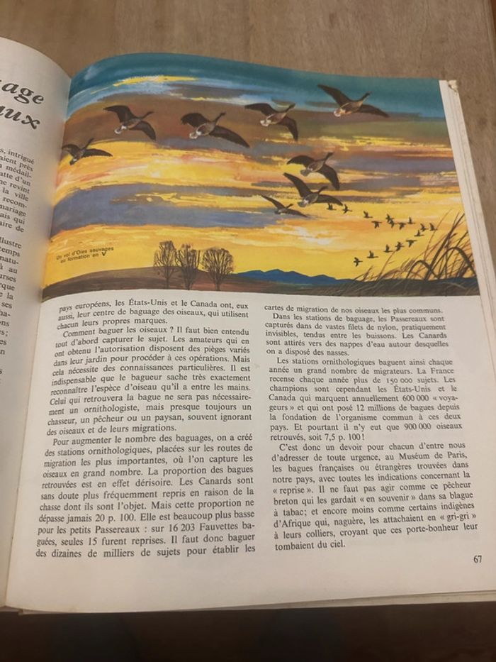 Pierre Probst Jean Dorst - Encyclopédie en couleurs Le monde des oiseaux Hachette - photo numéro 10