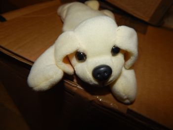 peluche chien