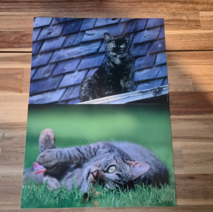 Galerie photo chat 2 cadre et 12 photo et 1 livres - photo numéro 8