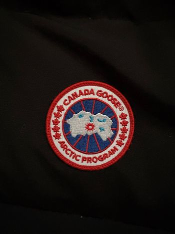 Canada goose