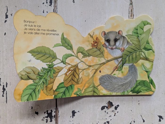 Le loir de la forêt - photo numéro 3