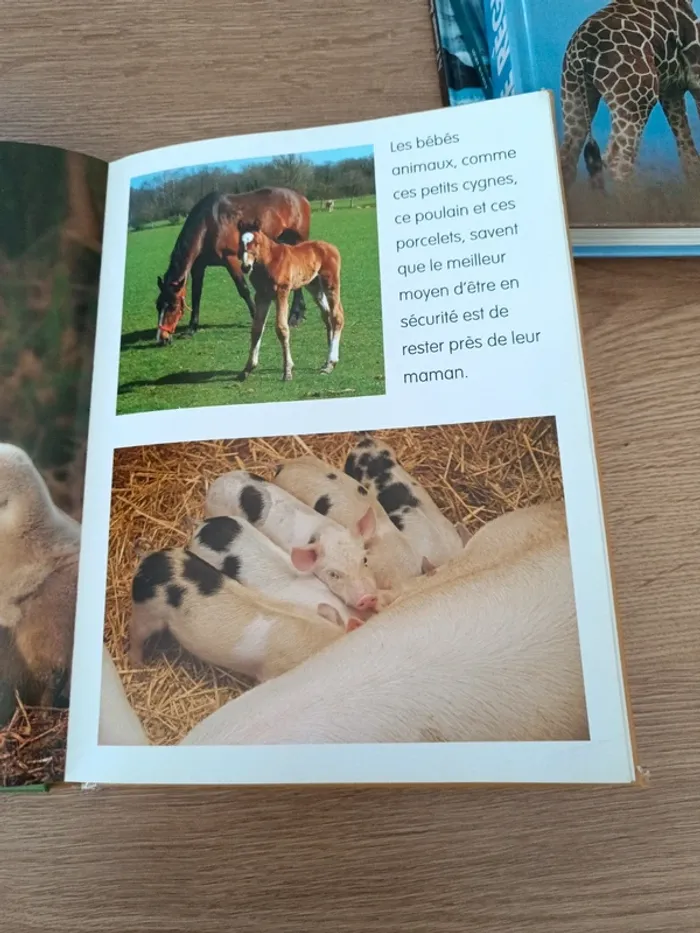 Les bébés animaux - photo numéro 6