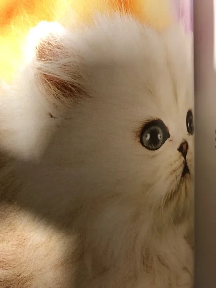 Amour de chaton - photo numéro 4