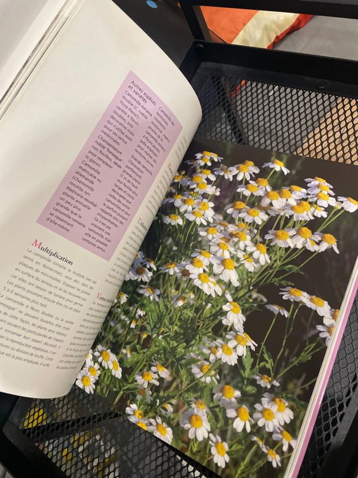 Le grand livre des plantes aromatiques - photo numéro 8