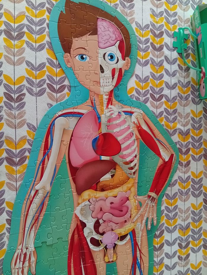 Puzzle corps humain - photo numéro 10