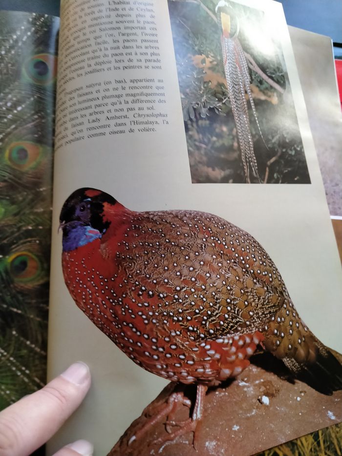 Livre La passion des oiseaux - photo numéro 10