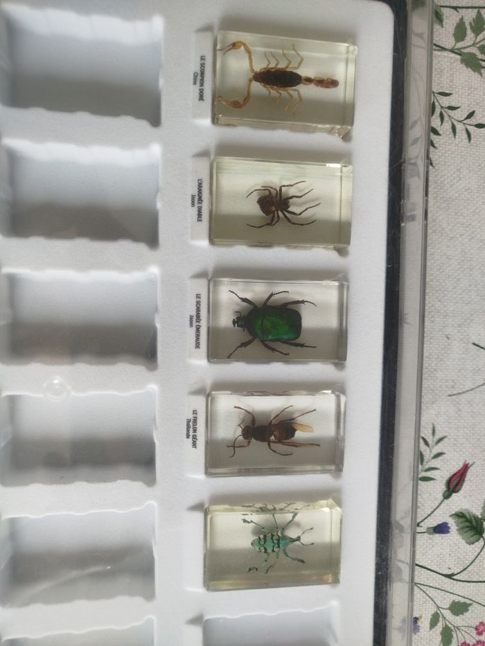 Insectes collection - photo numéro 2