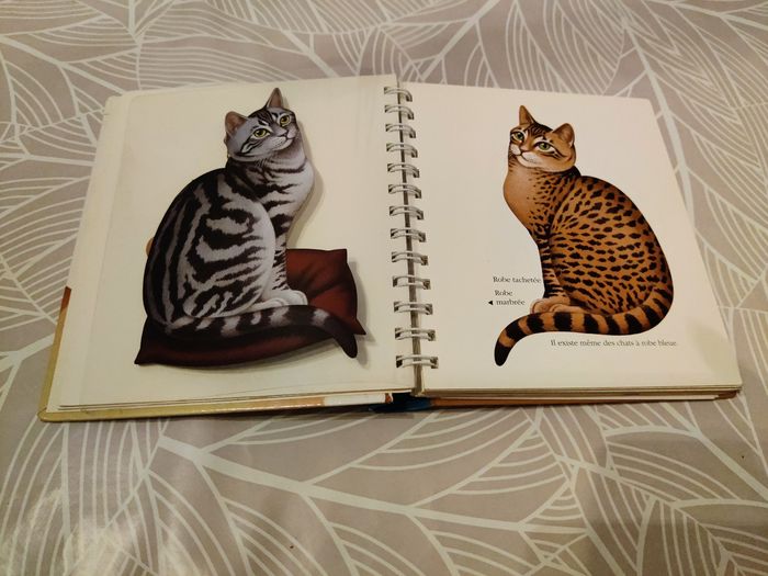 Mes premières découvertes : le chat - photo numéro 4