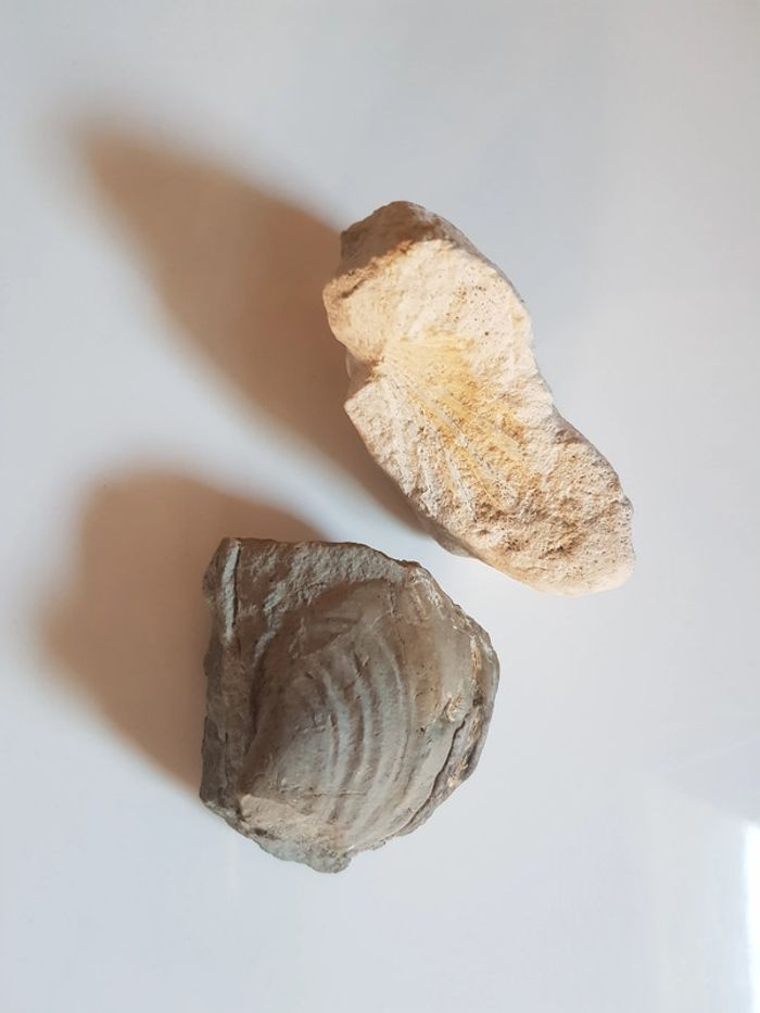 Fossils de coquillages - photo numéro 3