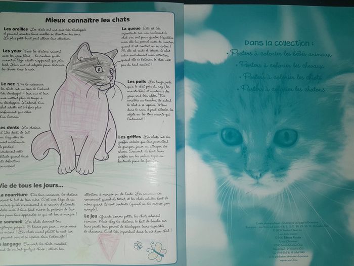 posters à colorier les chatons - photo numéro 8