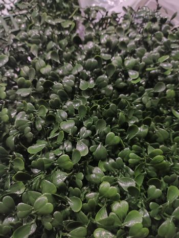 Plante Artificielle Murale - Fond de Mur Végétal Artificiel Buis à Petites Feuilles Haie