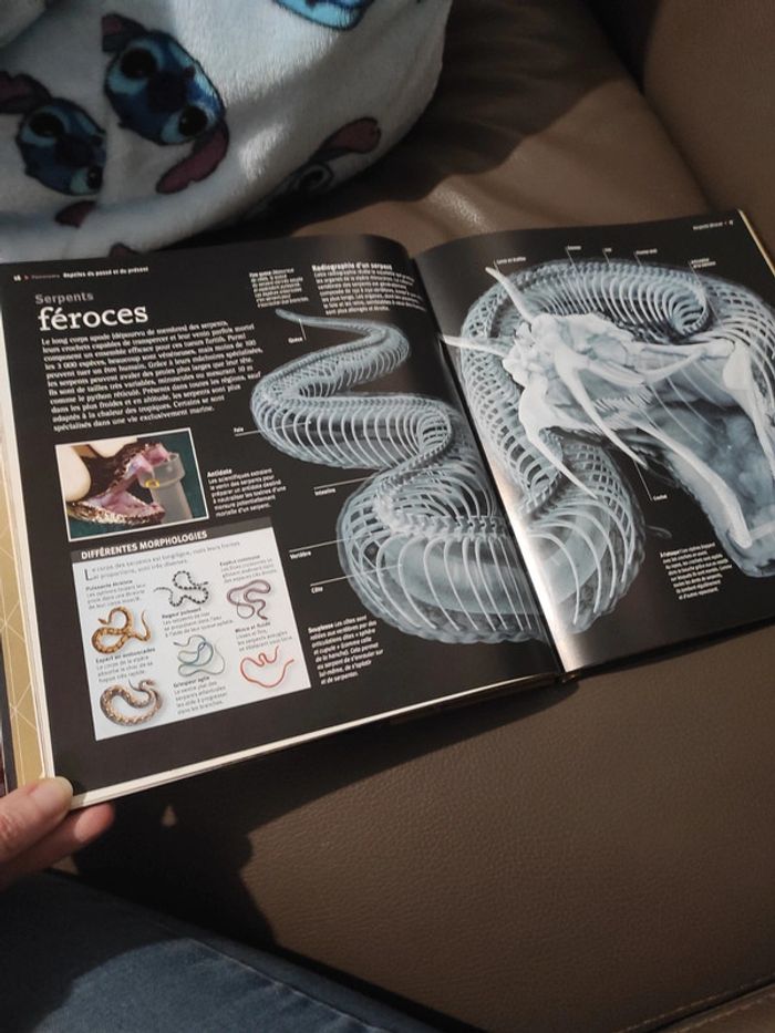 Livre les reptiles à la loupe Larousse - photo numéro 4