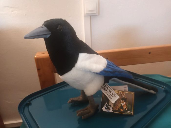 Magnifique oiseau pie magpie bird hansa animaMagnifique oiseau pie magpie bird hansa anima - photo numéro 2