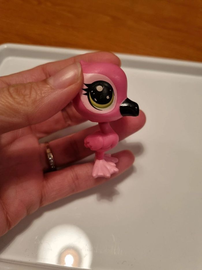 Flamand rose - photo numéro 2