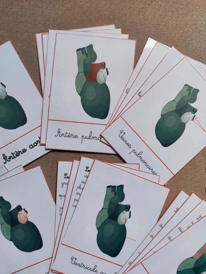 Cartes de nomenclature de la structure du coeur - photo numéro 3