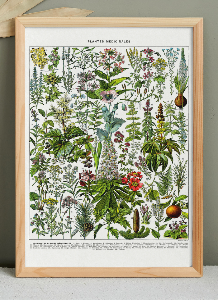🍃 Affiche sur les plantes médicinales "gui", d'après une lithographie de 1928