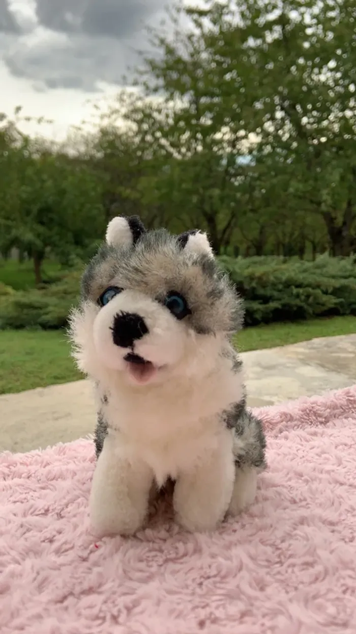 peluche husky