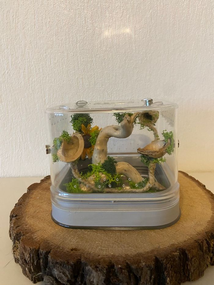 Terrarium phidippus - photo numéro 5