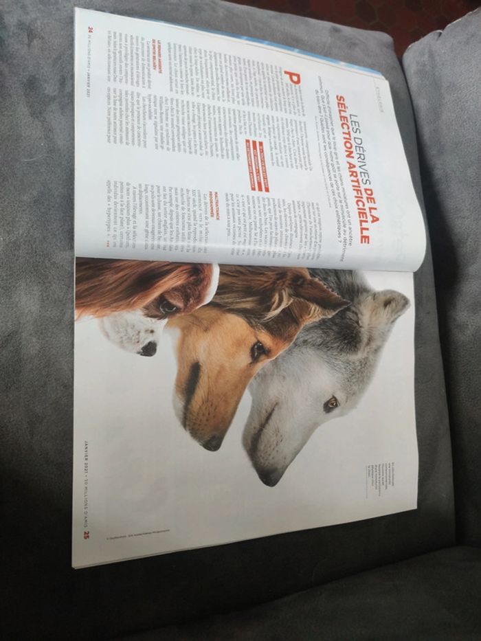 Magazine 30 millions d'amis numéro 391 janvier 2021 - photo numéro 7