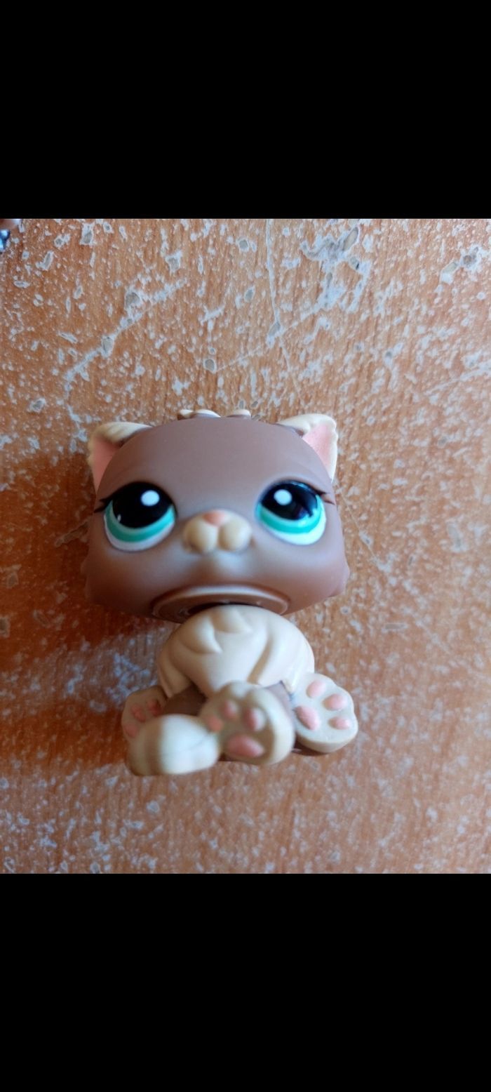 Pet shop persan - photo numéro 3