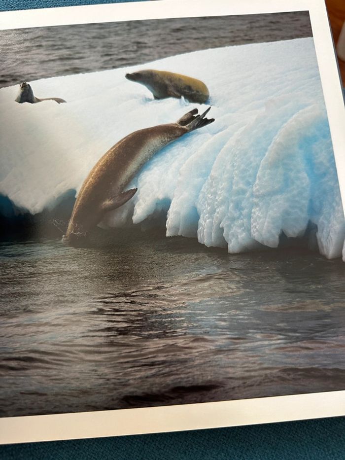 Livre Antarctica Alerte sur la planète Sébastian Copeland Antarctique Luc Besson Leonardo DiCaprio - photo numéro 15