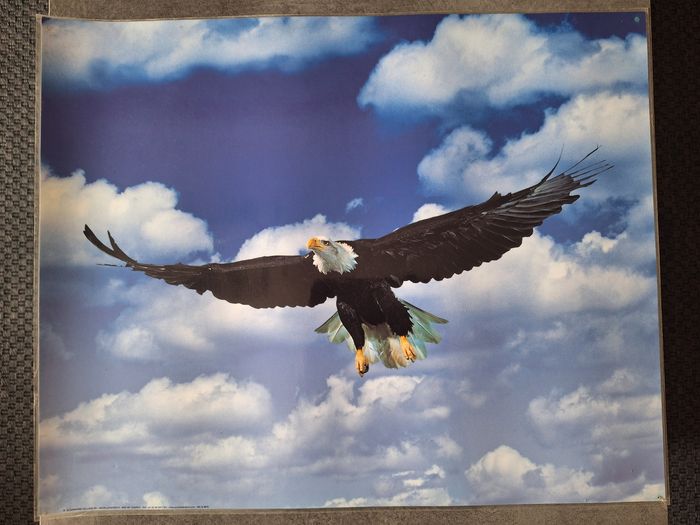 Lot 4 photos/posters aigle - photo numéro 2