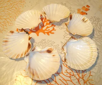 lot de 6 coquilles st jacques naturelles