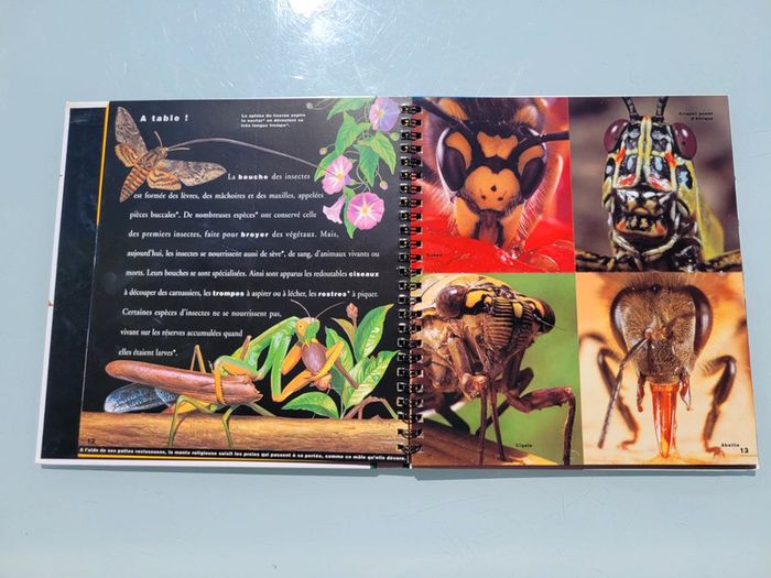 🦗 Mille Milliards d'insectes 🪳livre animé Gallimard Jeunesse (73) - photo numéro 7