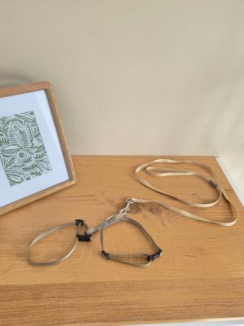 Harnais et laisse chat