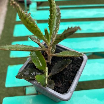 Superbe bouture Kalanchoe daigremontiana,  plantes-mères ou Mère de milliers.