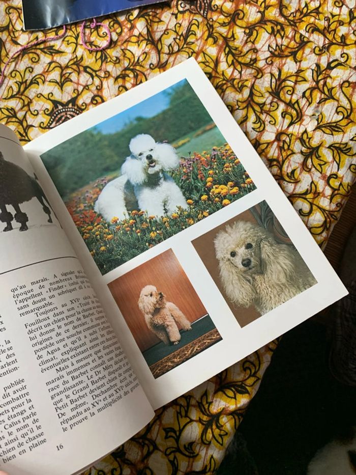 Le caniche - photo numéro 6